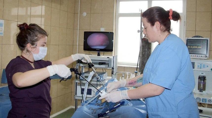 &Ccedil;ankaya&rsquo;da 7 Bin Sokak Hayvanı Tedavi Edildi