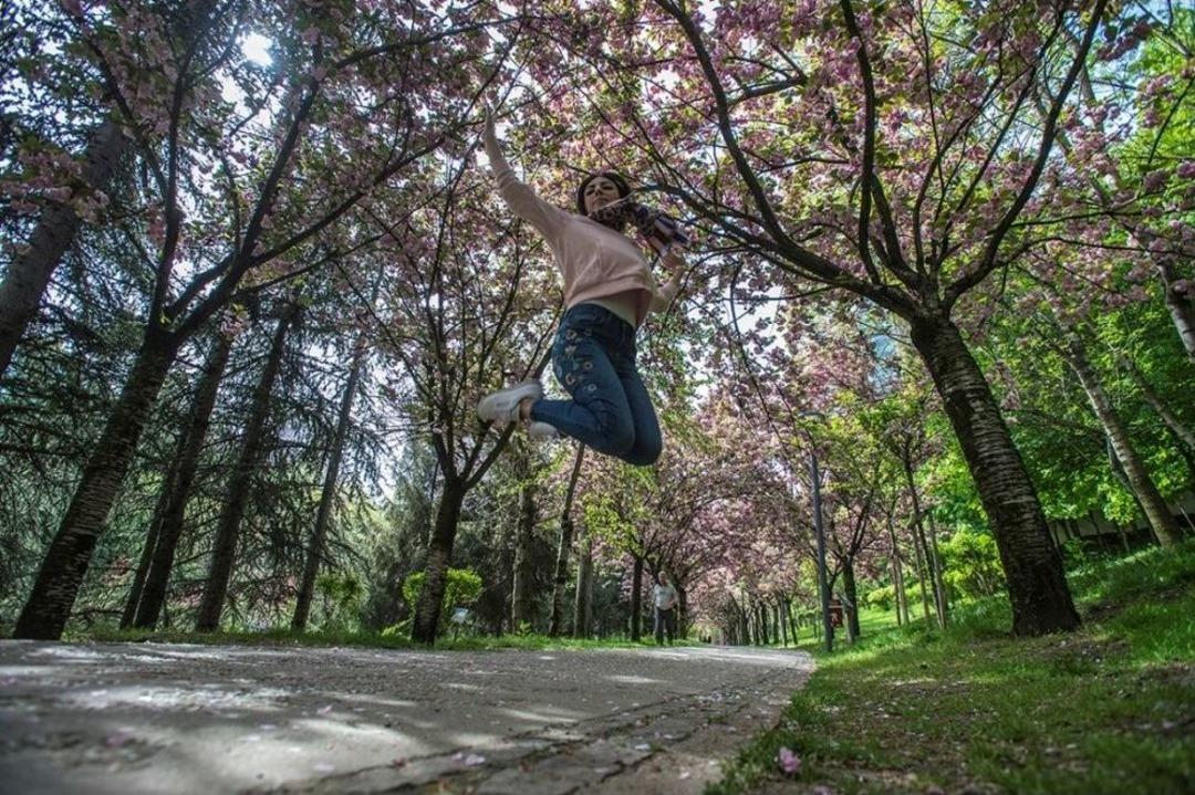 Dikmen Vadisi&rsquo;nde Japon Kiraz Ağa&ccedil;ları G&ouml;rsel Ş&ouml;len Sunuyor