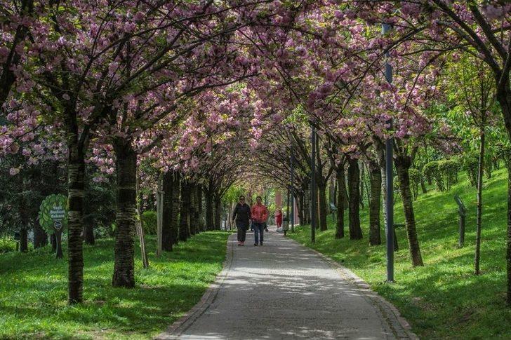 Dikmen Vadisi’nde Japon Kiraz Ağaçları Görsel Şölen Sunuyor G1