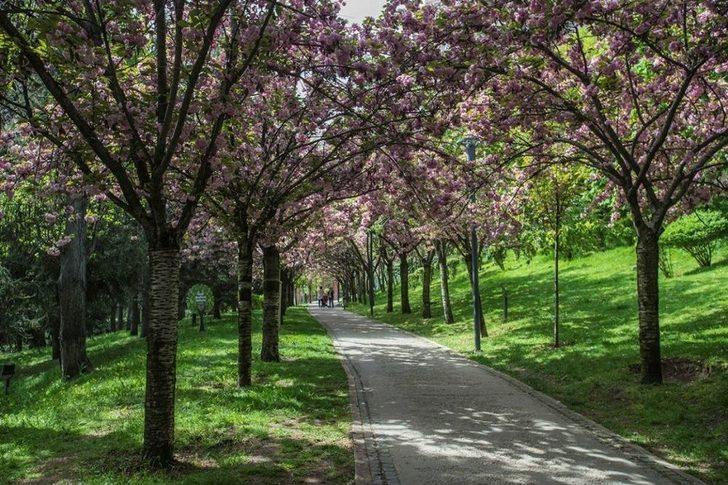 Dikmen Vadisi’nde Japon Kiraz Ağaçları Görsel Şölen Sunuyor G2