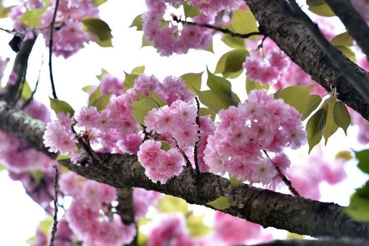 Dikmen Vadisi’nde Japon Kiraz Ağaçları Görsel Şölen Sunuyor G3