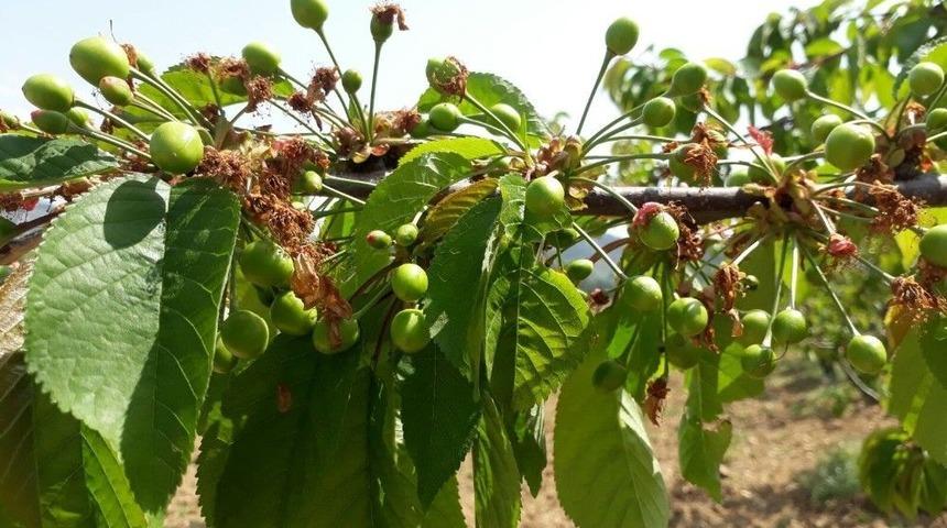 Dallardaki Kirazlar Tezgah İçin Gün Sayıyor