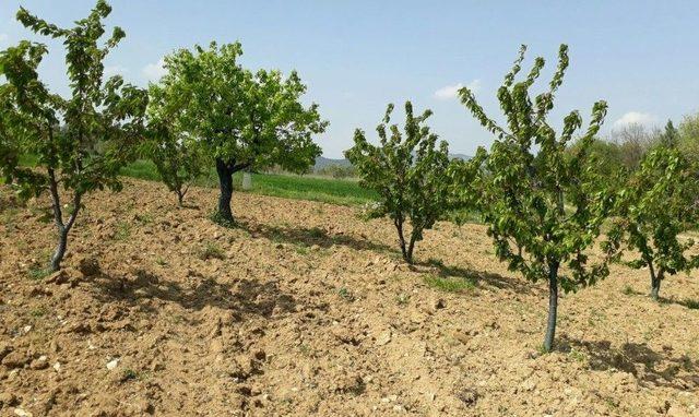 Dallardaki Kirazlar Tezgah İçin Gün Sayıyor