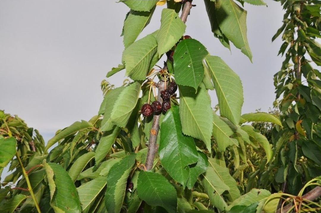 Kiraz Ve Vişneler Dalda &Ccedil;&uuml;r&uuml;yor