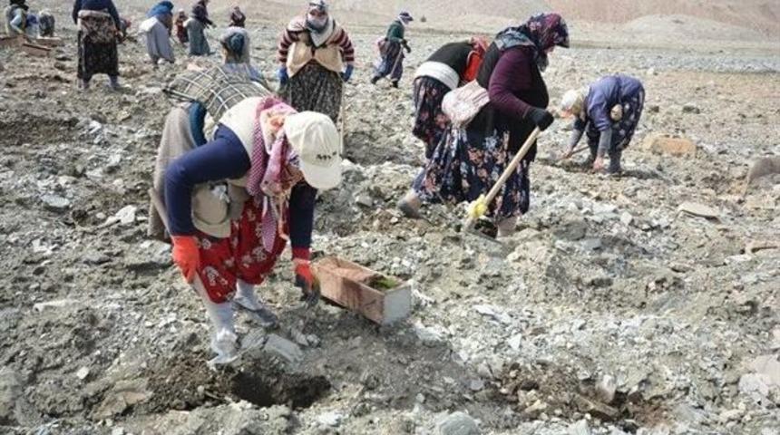 K&uuml;tahya&rsquo;da Maden Sahaları Yeniden Yeşille Buluşuyor
