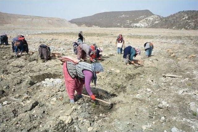 Kütahya’da Maden Sahaları Yeniden Yeşille Buluşuyor