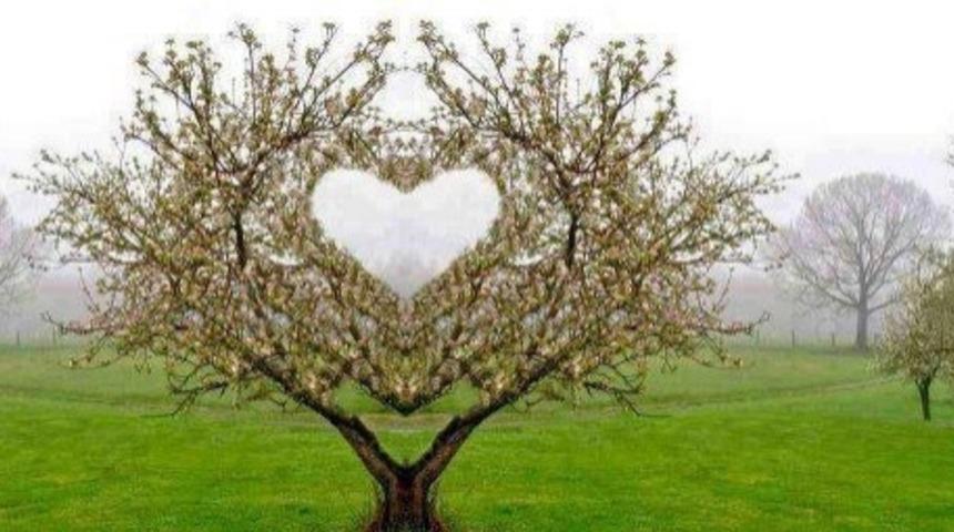 Zahterin Faydaları Nelerdir?