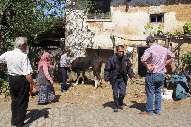 Evde İnek Kurtarma Operasyonu