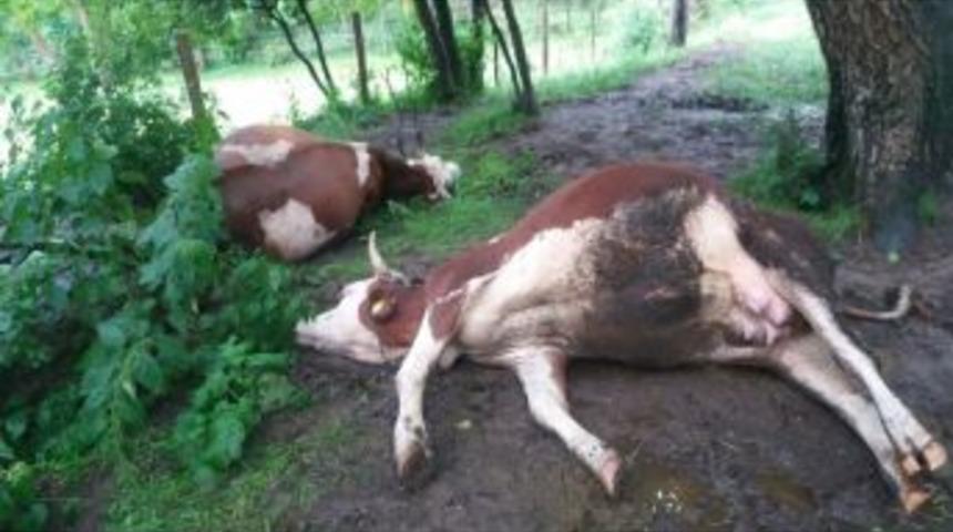 Yıldırım D&uuml;şt&uuml;, İki Hayvan Telef Oldu