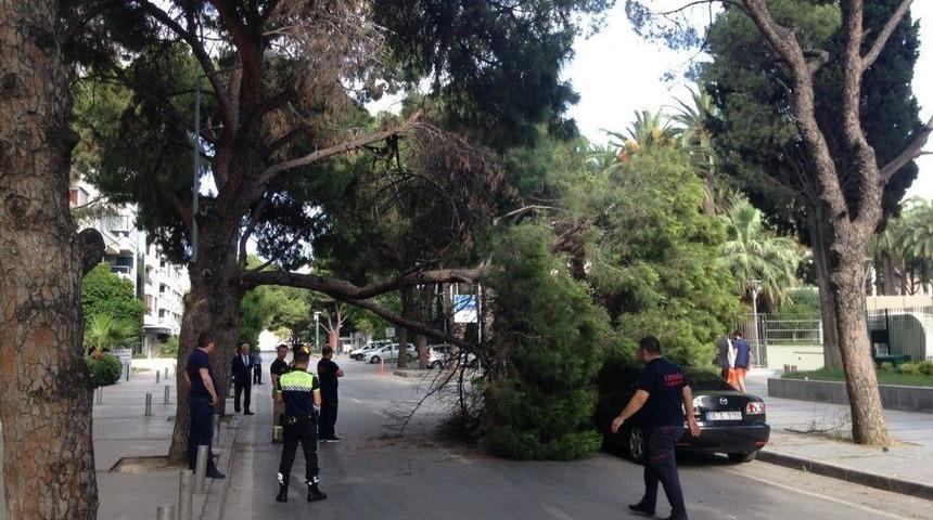 &Ccedil;am Ağacı Ara&ccedil;ların &Uuml;zerine Devrildi