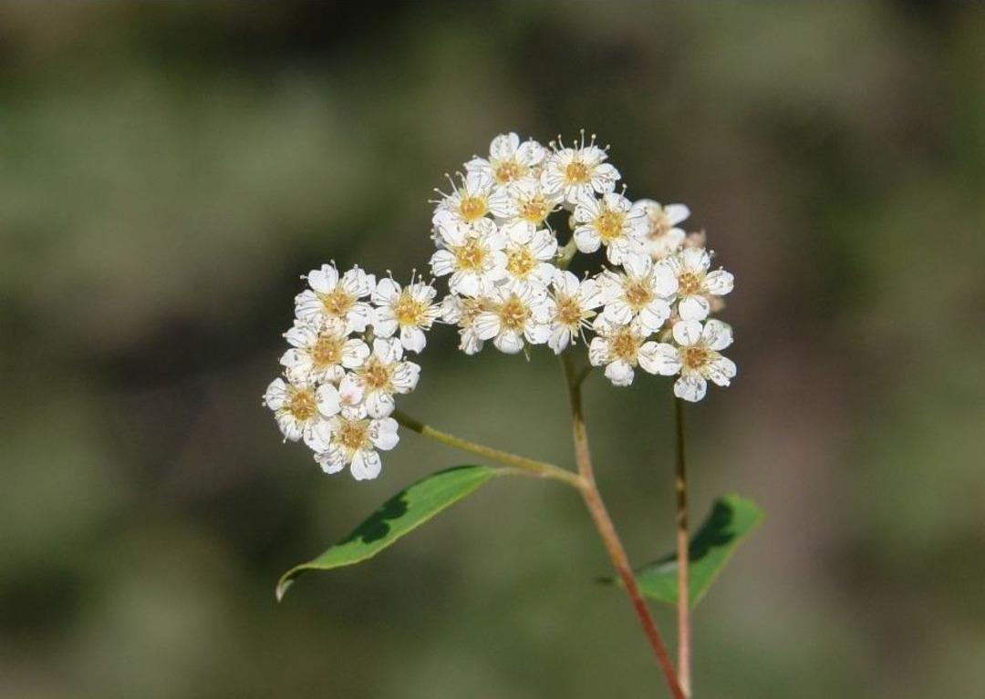 Cudi Dağı&rsquo;nda Yeni Odunsu Takson Keşfedildi