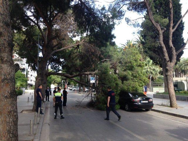 Çam Ağacı Araçların Üzerine Devrildi