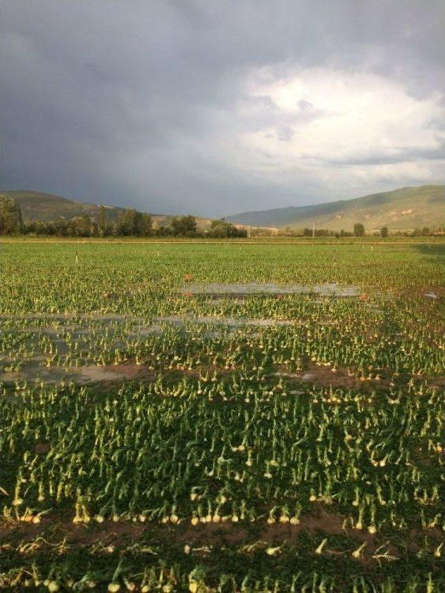 Amasya’da Ekili Tarlaları Dolu Vurdu