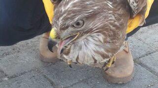 Tavuk Katili Şahin Yakayı Ele Verdi
