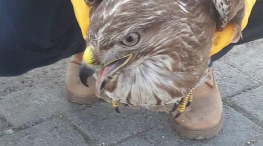 Tavuk Katili Şahin Yakayı Ele Verdi