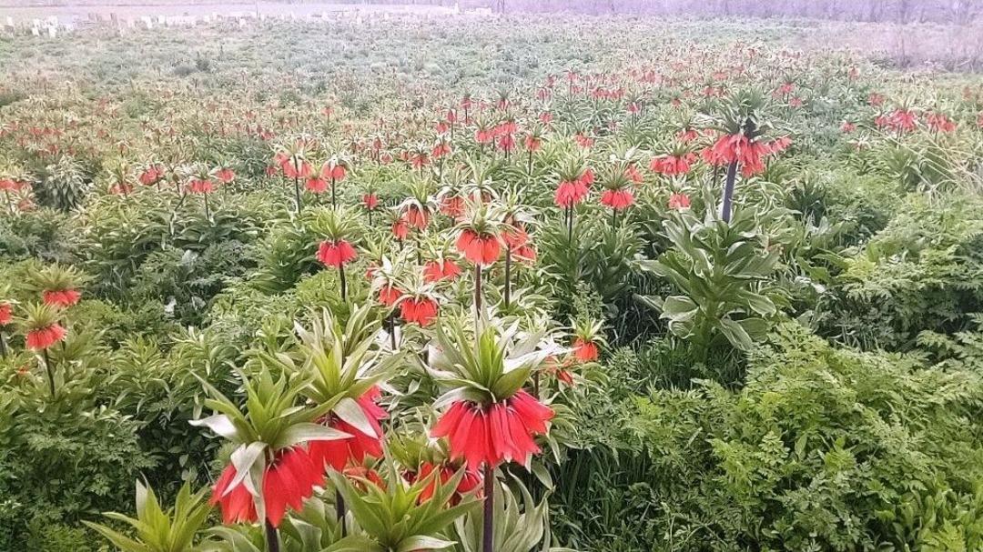Baharın M&uuml;jdecisi Ters Laleler G&ouml;z Kamaştırıyor