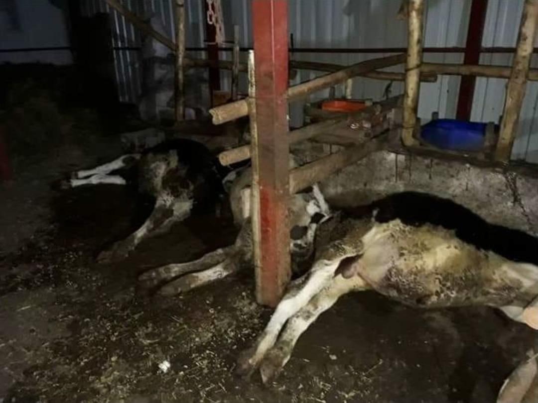 Besihaneye Yıldırım D&uuml;şt&uuml; 8 B&uuml;y&uuml;kbaş Hayvan Telef Oldu