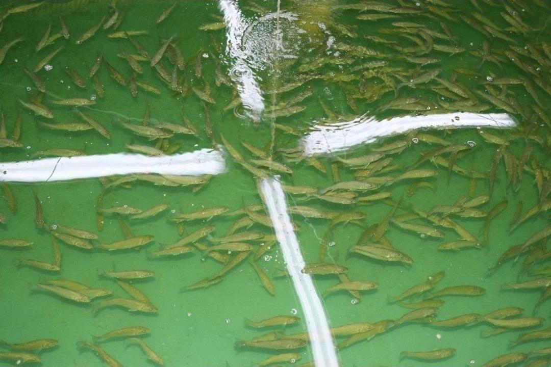 Deniz Levreklerinin Yemine Makro Ve Mikroalg Dopingi