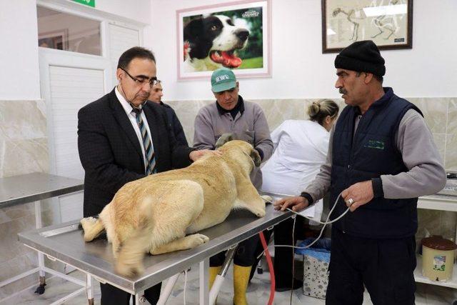 (özel Haber) Bir Yılda Bin 250 Sokak Köpeği Sahiplendirildi