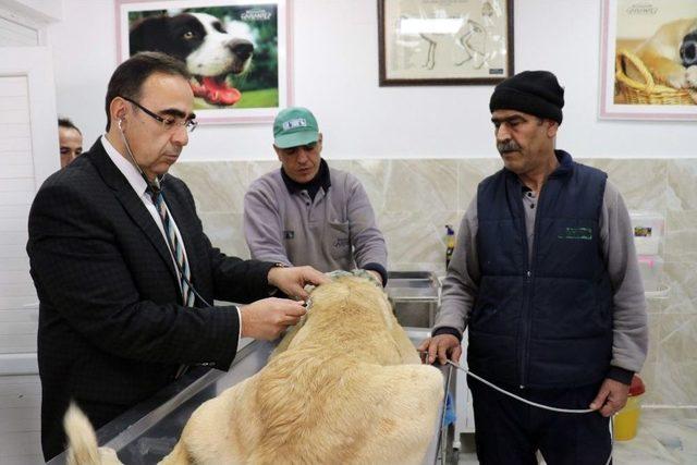 (özel Haber) Bir Yılda Bin 250 Sokak Köpeği Sahiplendirildi