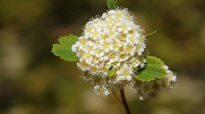 Cudi Dağı&rsquo;nda Yeni Bir &Ccedil;alı T&uuml;r&uuml; Keşfedildi