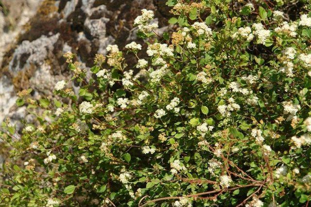 Cudi Dağı’nda Yeni Bir Çalı Türü Keşfedildi