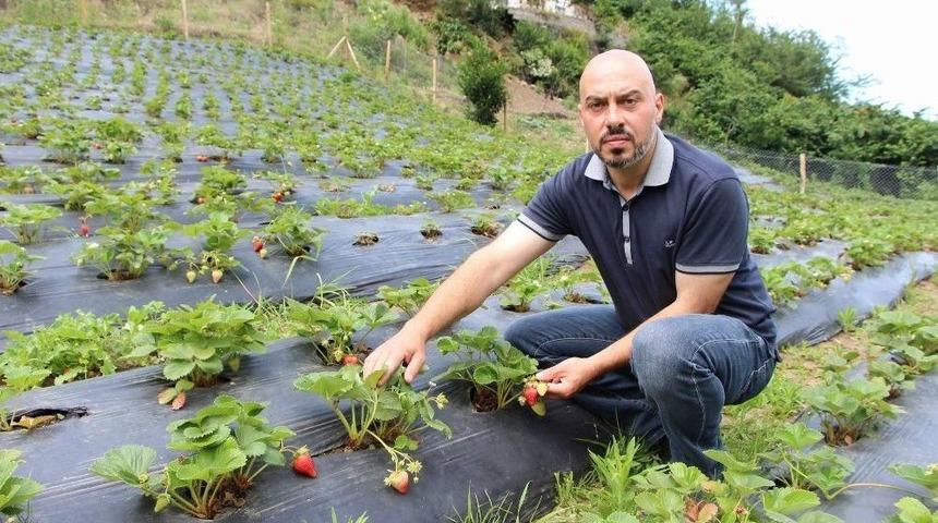 İki &Uuml;niversite Bitirdi Organik &Ccedil;ilek Yetiştiriyor