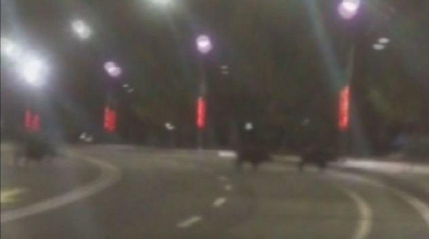 &Uuml;niversite Kamp&uuml;s&uuml;n&uuml; Domuzlar Bastı