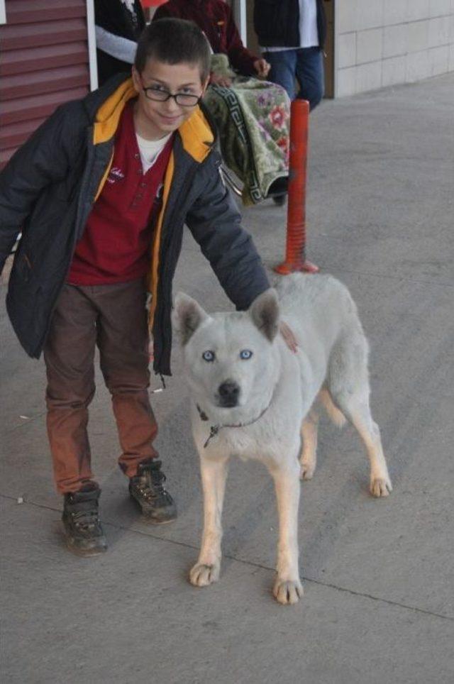 Sadık Köpek Acil Kapısında Sahibini Böyle Bekledi