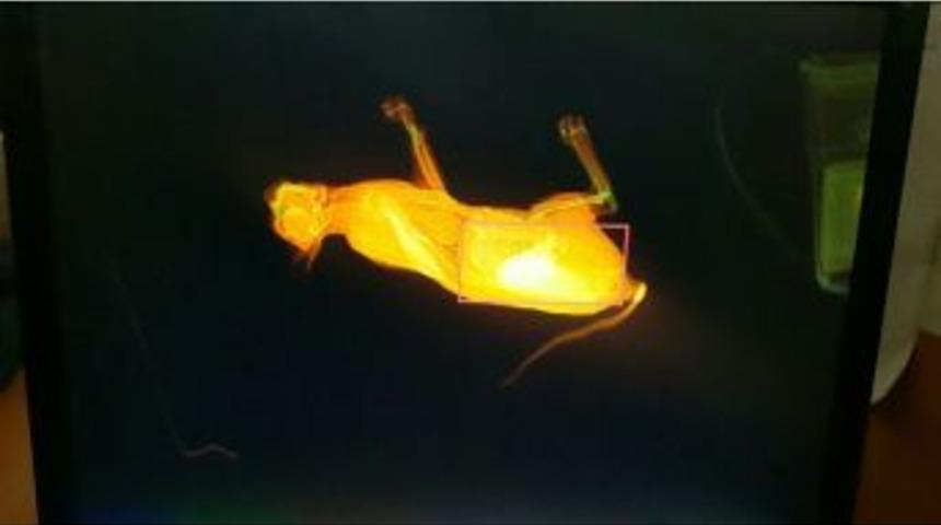 Yaramaz Kedinin X-ray Cihazı İle İmtihanı