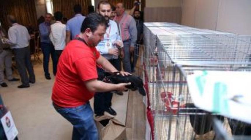 Tavuklar Yarışacak