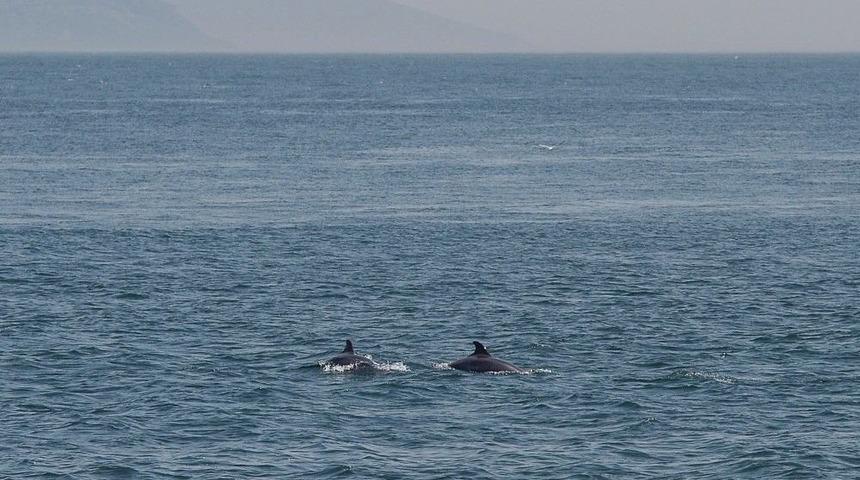 İstanbul Boğazı’nda Yunuslardan Görsel Şölen