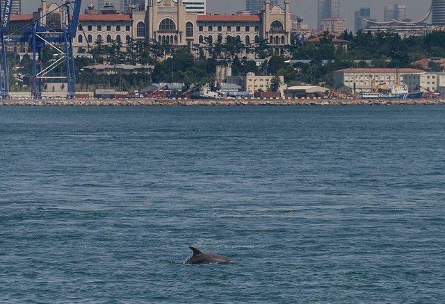 İstanbul Boğazı’nda Yunuslardan Görsel Şölen