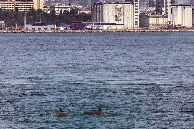 İstanbul Boğazı’nda Yunuslardan Görsel Şölen