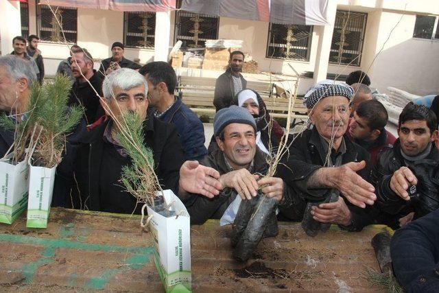 Hakkari’de 12 Bin Adet Fidan Dağıtıldı