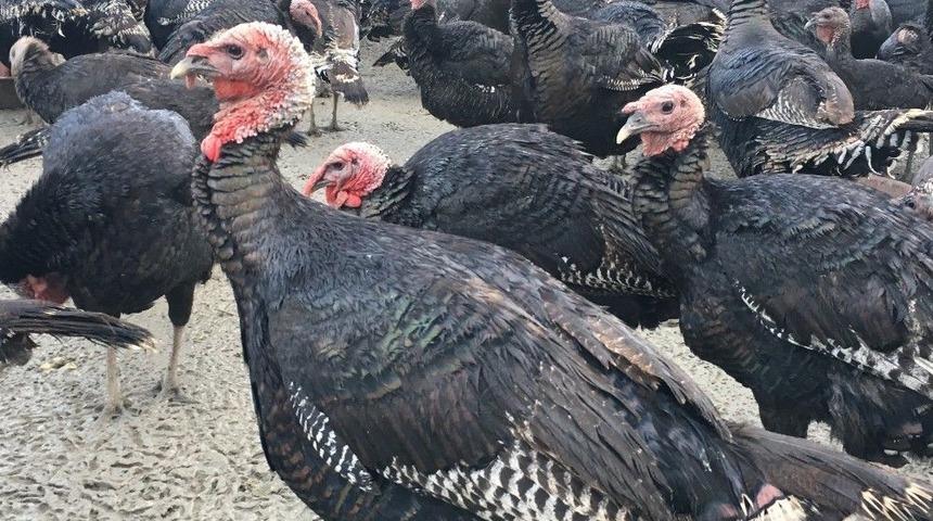 Hindiler Satıcıların Elinde Kaldı