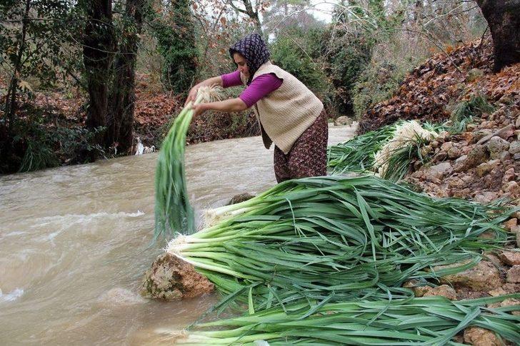 Türkiye’nin Kış Sebzeleri Isparta Sütçüler’den G2