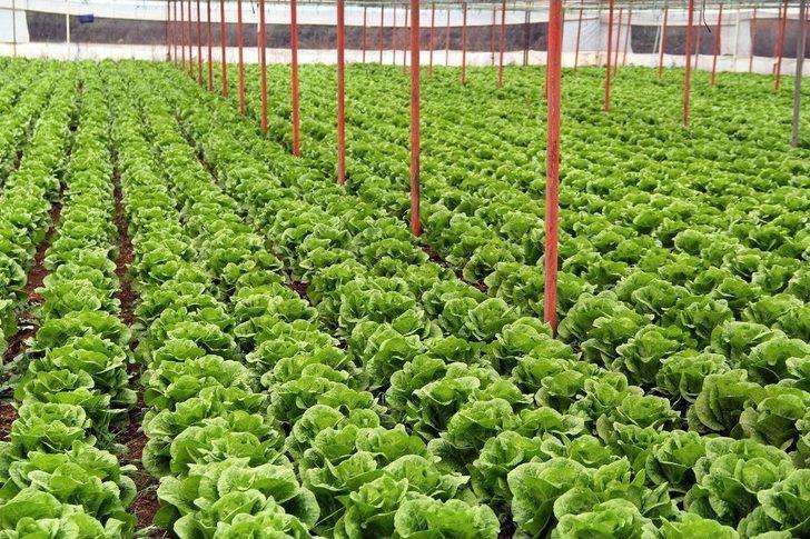 Türkiye’nin Kış Sebzeleri Isparta Sütçüler’den G4