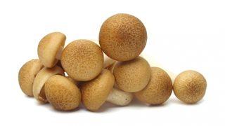 Mantarın Faydaları Nelerdir?