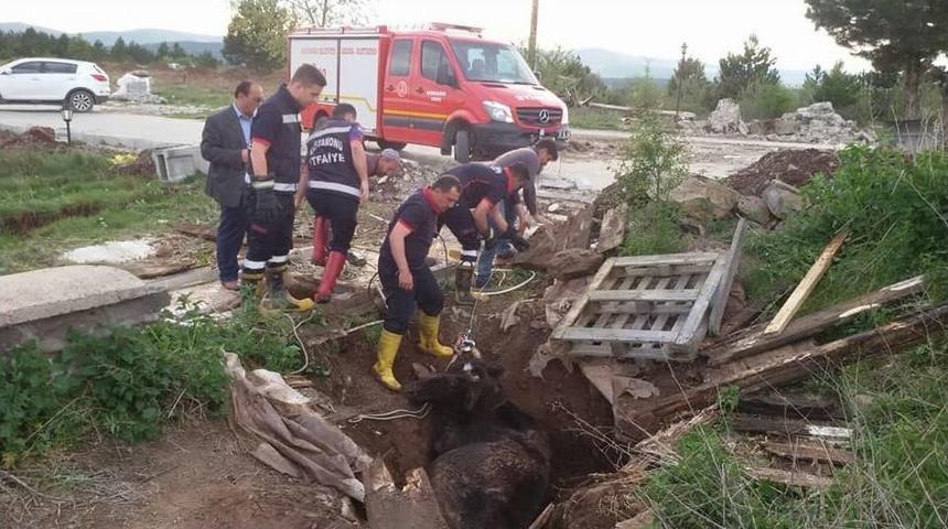 Lağım &Ccedil;ukuruna D&uuml;şen İneği İtfaiye Kurtardı