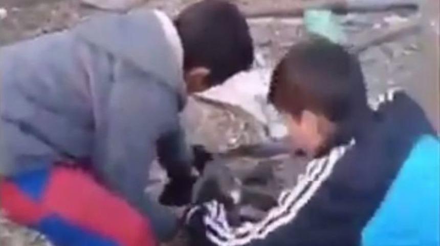 Sakarya&rsquo;daki Yavru K&ouml;peğe Benzer İşkence G&ouml;r&uuml;nt&uuml;s&uuml;