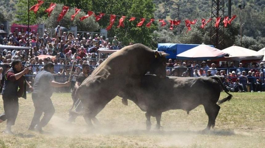 Boğalar Zeytin Spor İ&ccedil;in G&uuml;reşti