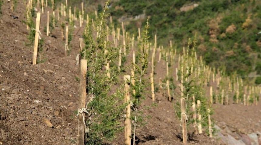 Yuvacık Barajı &Ccedil;evresine 4 Bin 500 Ağa&ccedil;