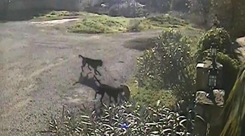 K&ouml;peklerin Saldırısına Uğrayan Kedi &Ouml;ld&uuml;