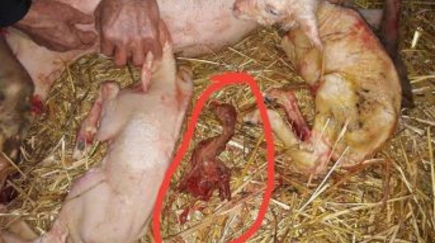 Koyundan Cansız D&uuml;nyaya Gelen Nesne Şok Etti