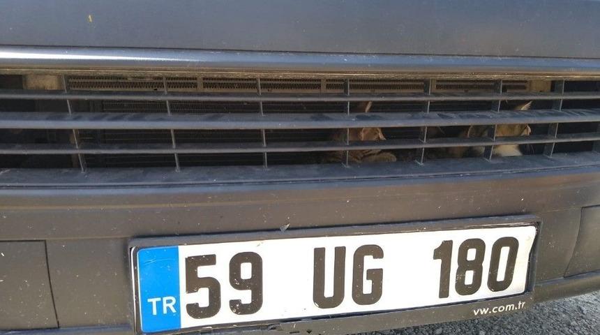 Otomobile Sıkışmış Kedileri İtfaiye Kurtardı