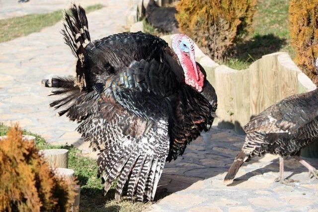 Yozgat’ta Yılbaşı Hindileri Satışa Çıktı