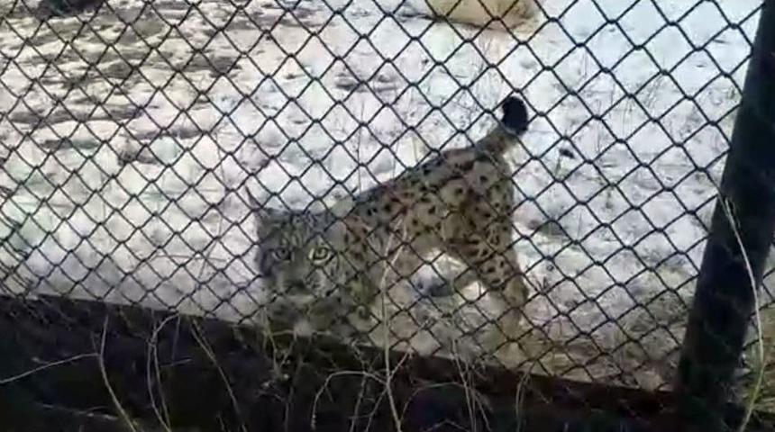 Kars’ta Tedavisi Tamamlanan Vaşak Doğal Ortamına Dönecek