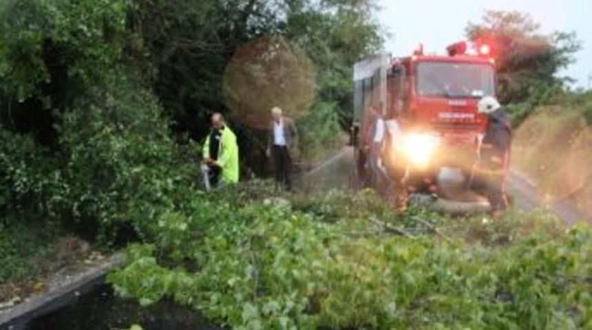 D&uuml;zce&rsquo;de Ağa&ccedil;lar Devrildi, Sokaklar Sular Altında Kaldı