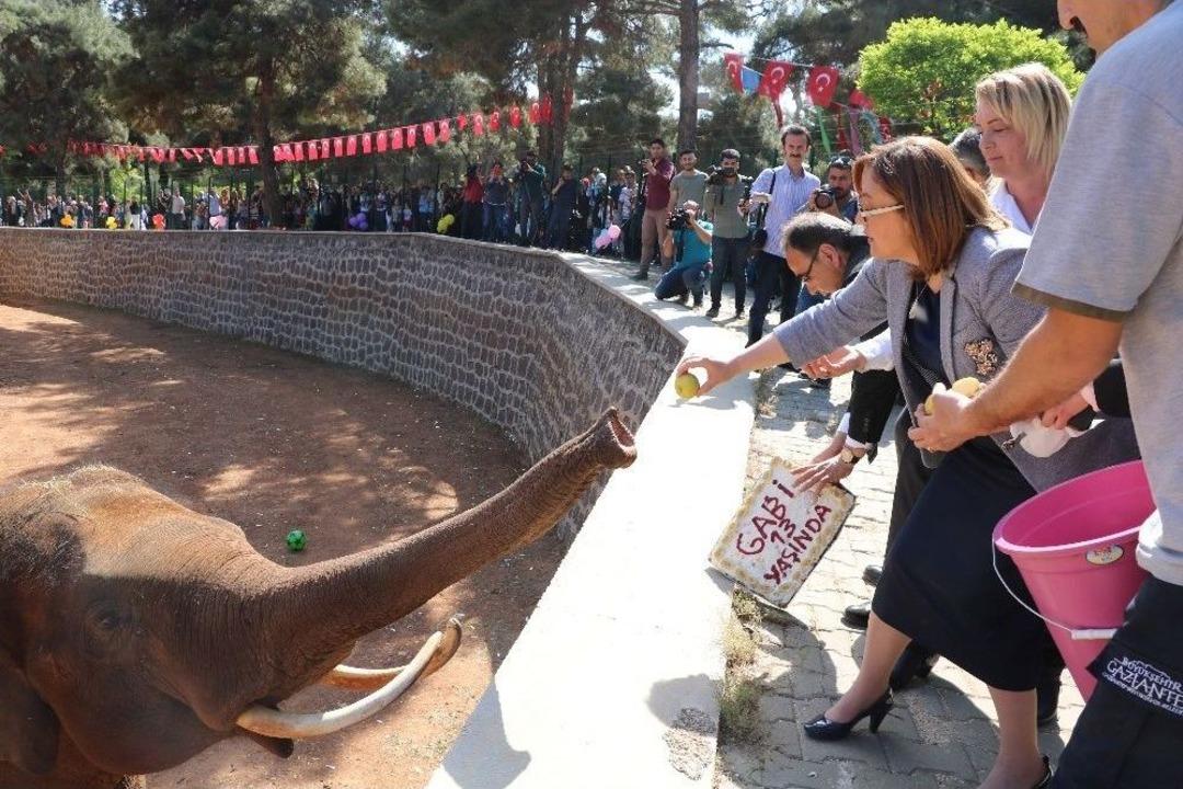 T&uuml;p Bebek Fil İ&ccedil;in Doğum G&uuml;n&uuml; S&uuml;rprizi